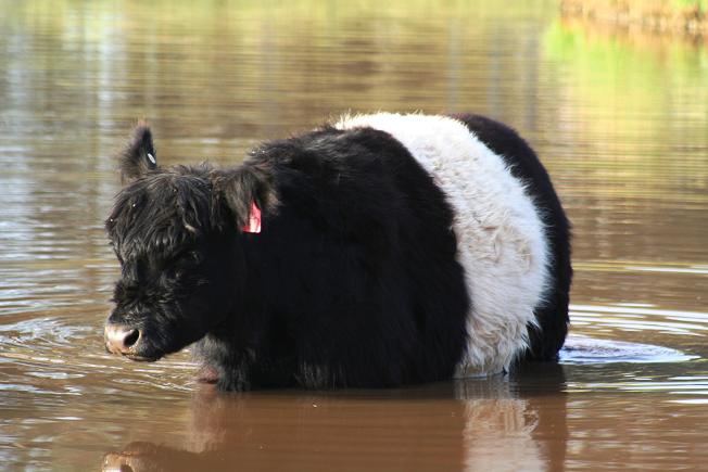 DMB Galloways - mini beltie int the watering hole